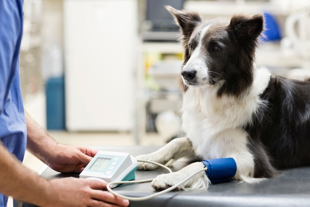 A Border Collie dog lying on an examination table at a veterinary clinic while a vet measures its blood pressure using a digital device. The dog appears calm as the procedure is carried out.