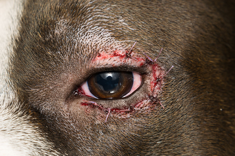 Sutured dog eye
