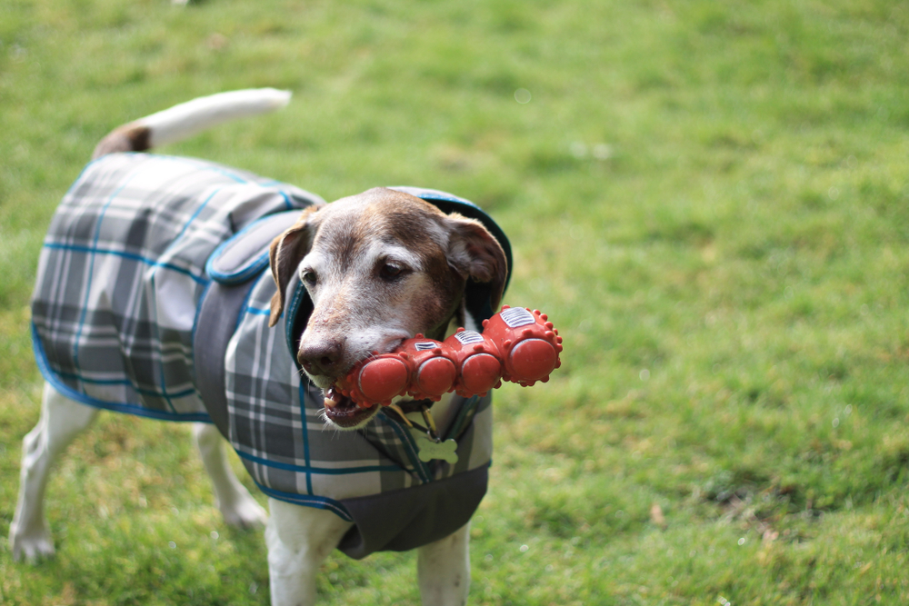 Dog wearing a coat outdoors