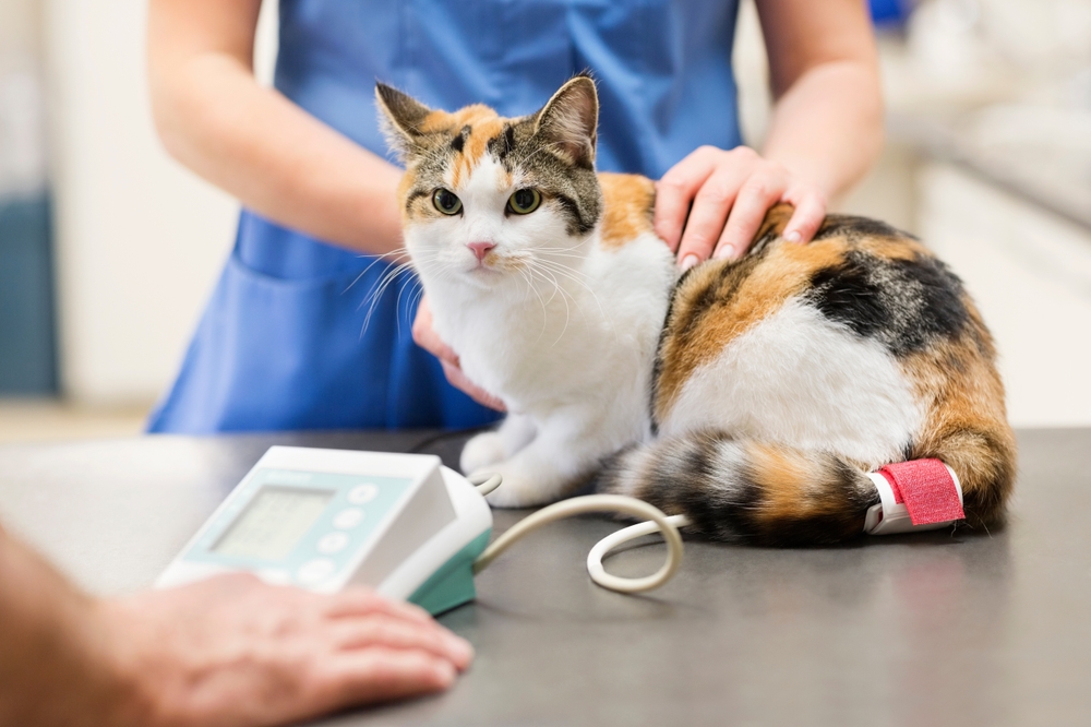 A calico cat sitting on an examination table at a veterinary clinic while a vet measures its blood pressure using a digital device. The cat appears calm, with a blood pressure cuff around its front leg.