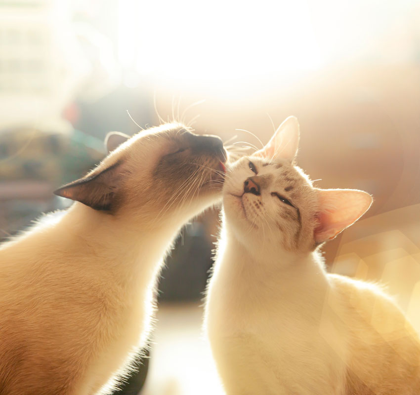 Two cats nuzzling each other