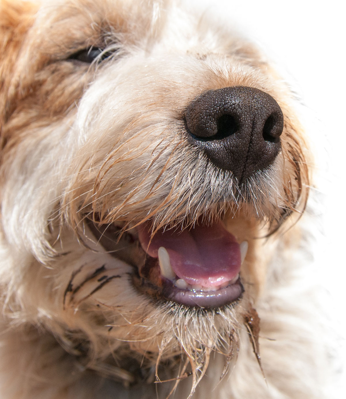 Smiling dog showing its teeth