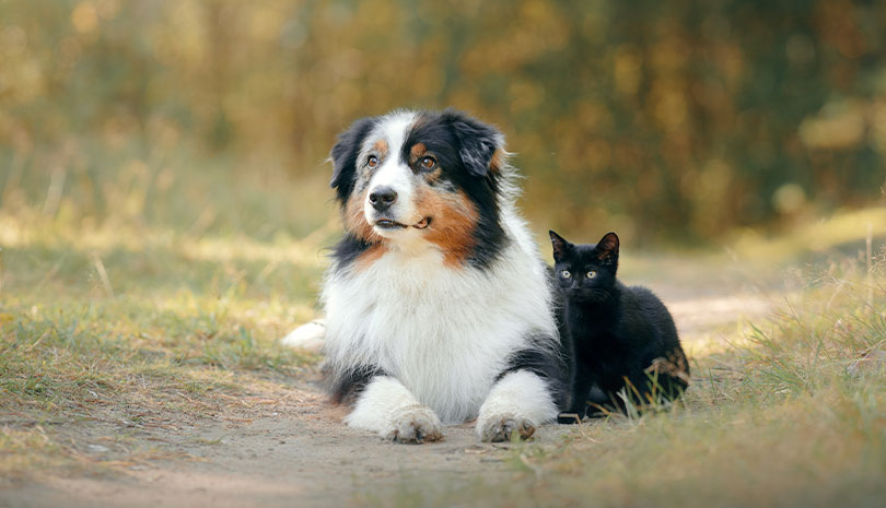 Dog and cat relaxing together outdoors