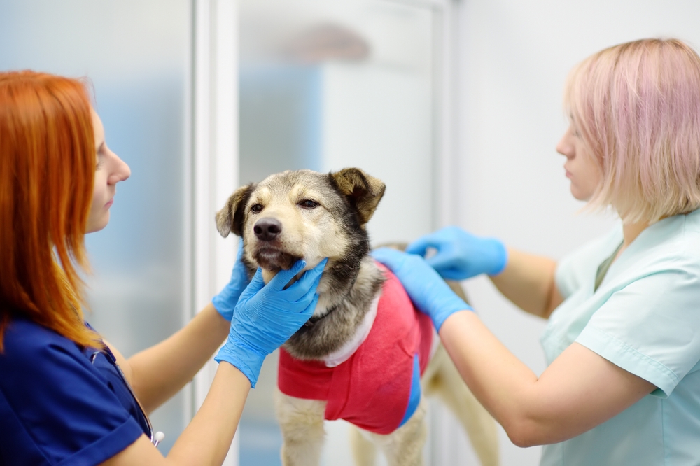 Veterinary team caring for a dog