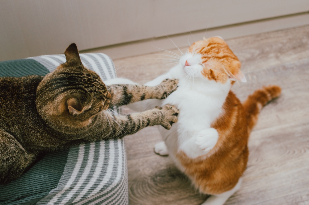 Two cats playing together
