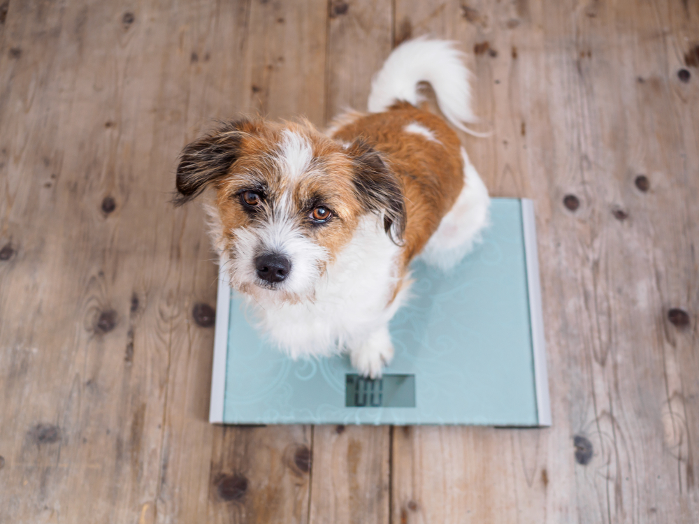 Dog standing on a scale