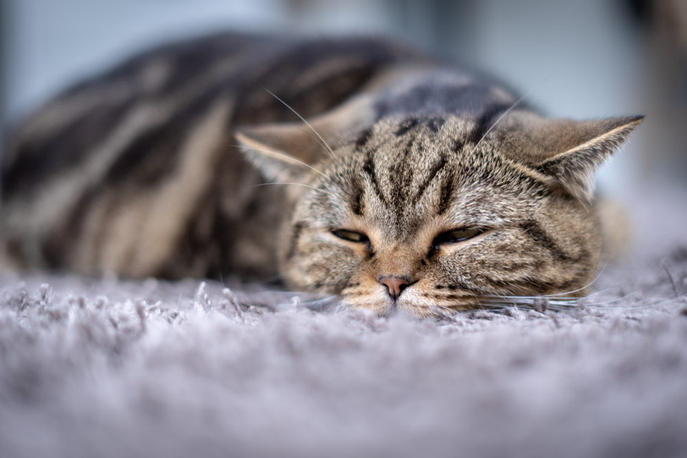 Older cat napping