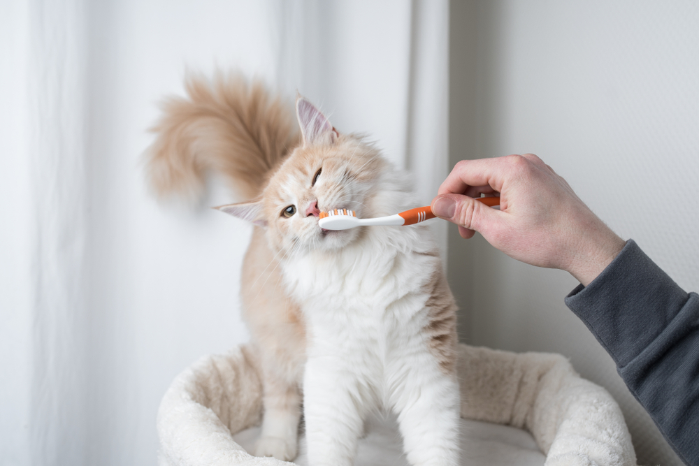 Cat getting its teeth brushed