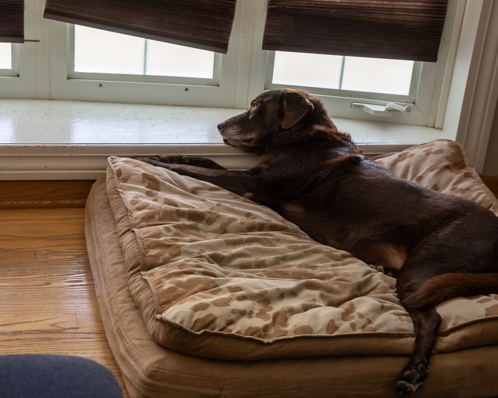 Dog resting on a comfy bed