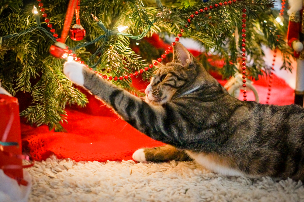 Cat reaching into a decorated Christmas tree