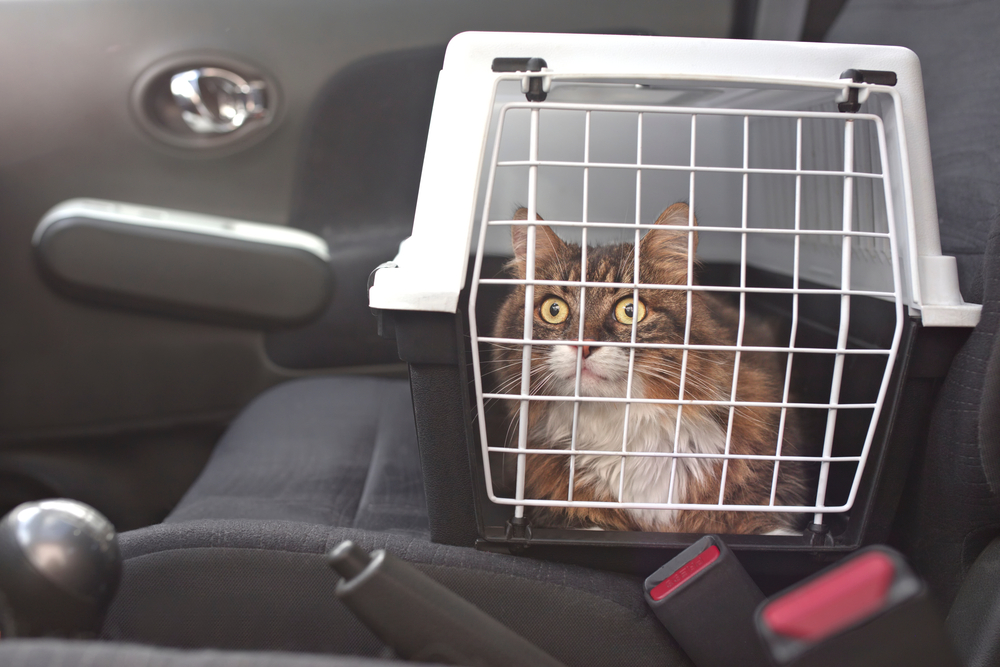 Cat traveling in a carrier in the car