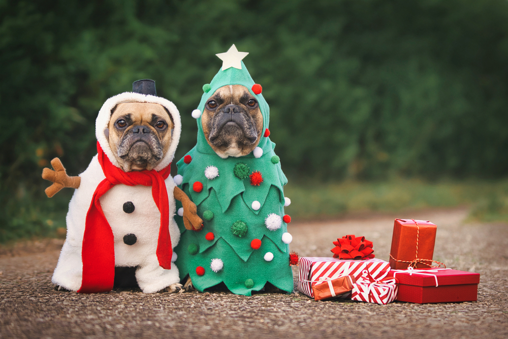 Dogs dressed in holiday costumes