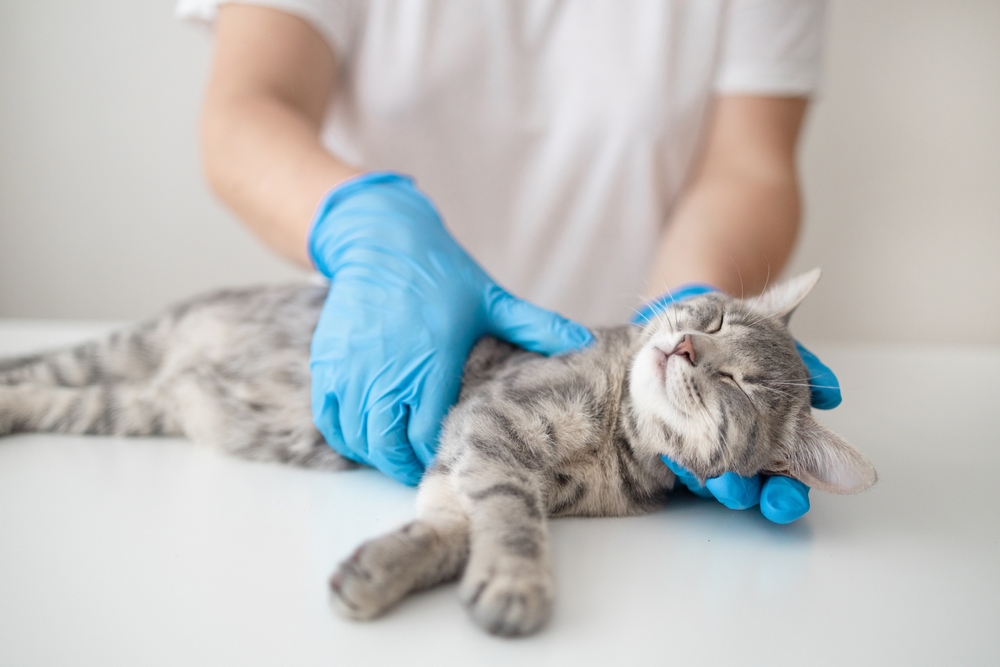 Veterinarian examining a cat