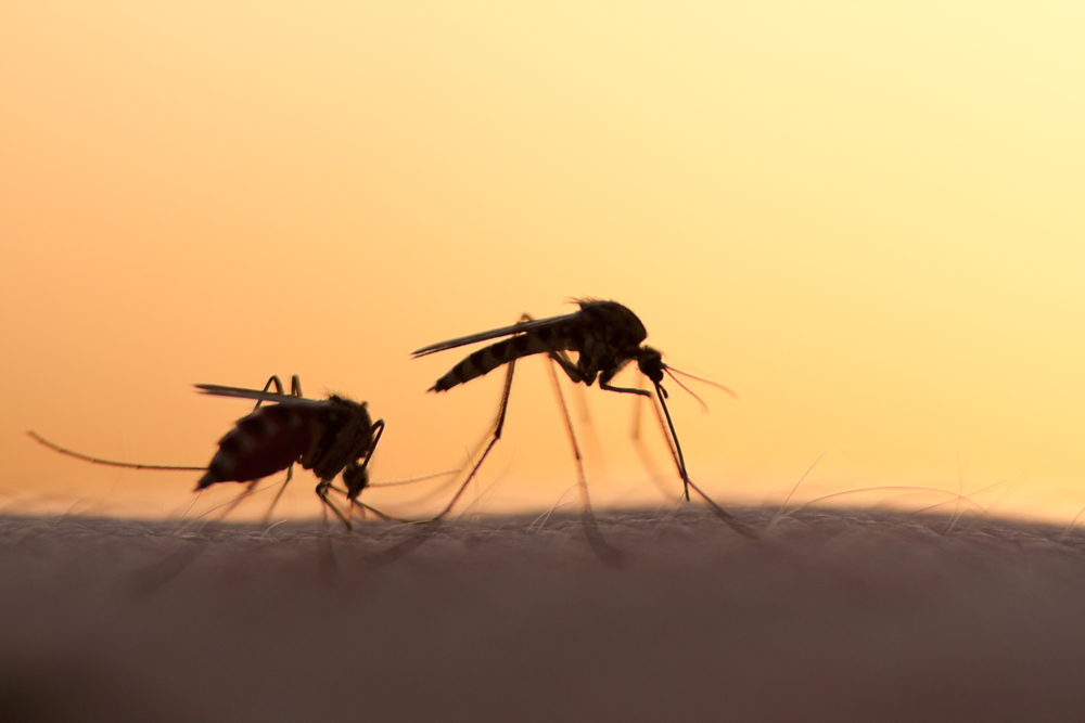 Mosquitoes, which can spread heartworm to pets