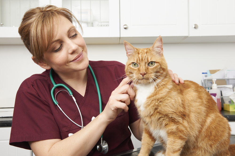 Veterinarian checking on a cat