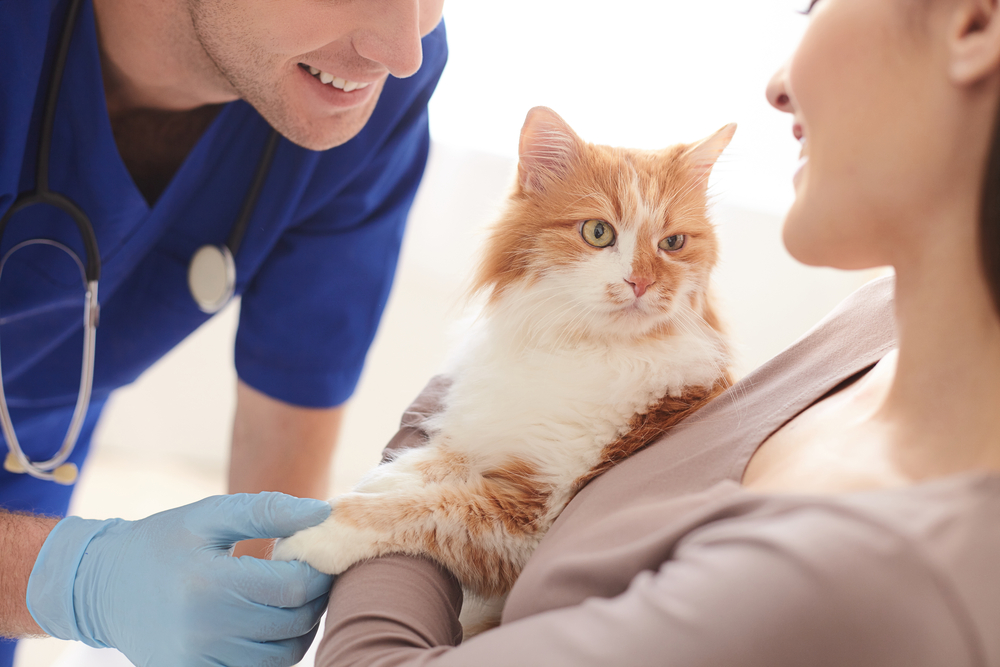 Veterinarian greeting a cat and its owner