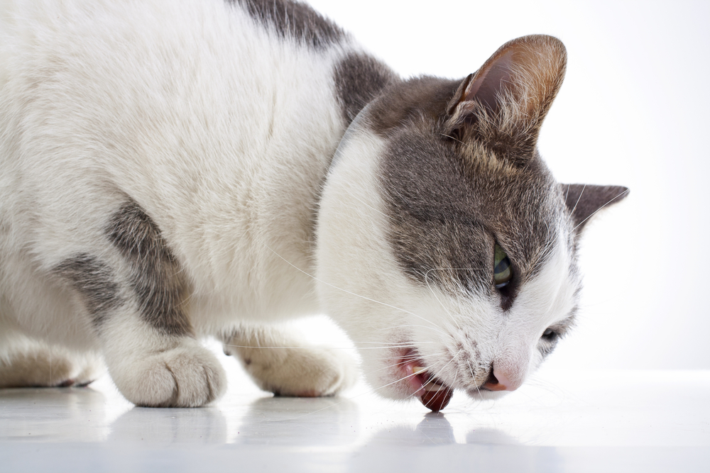 Cat eating from a bowl