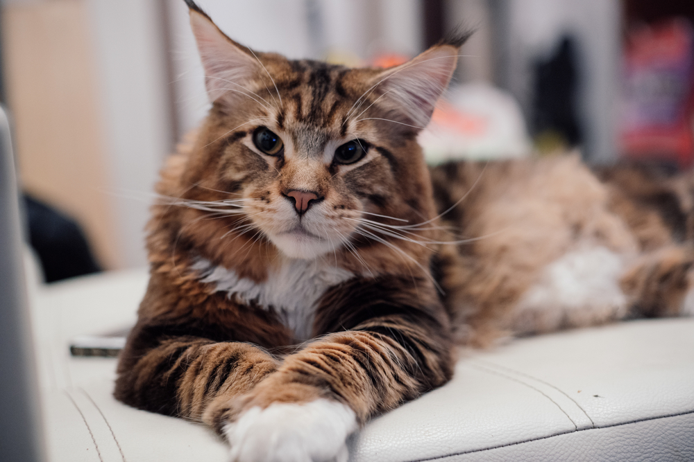 Long-haired cat relaxing at home