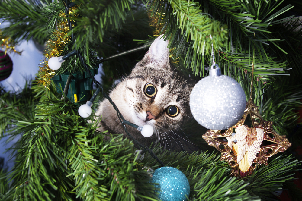 Cat batting at ornaments on a Christmas tree