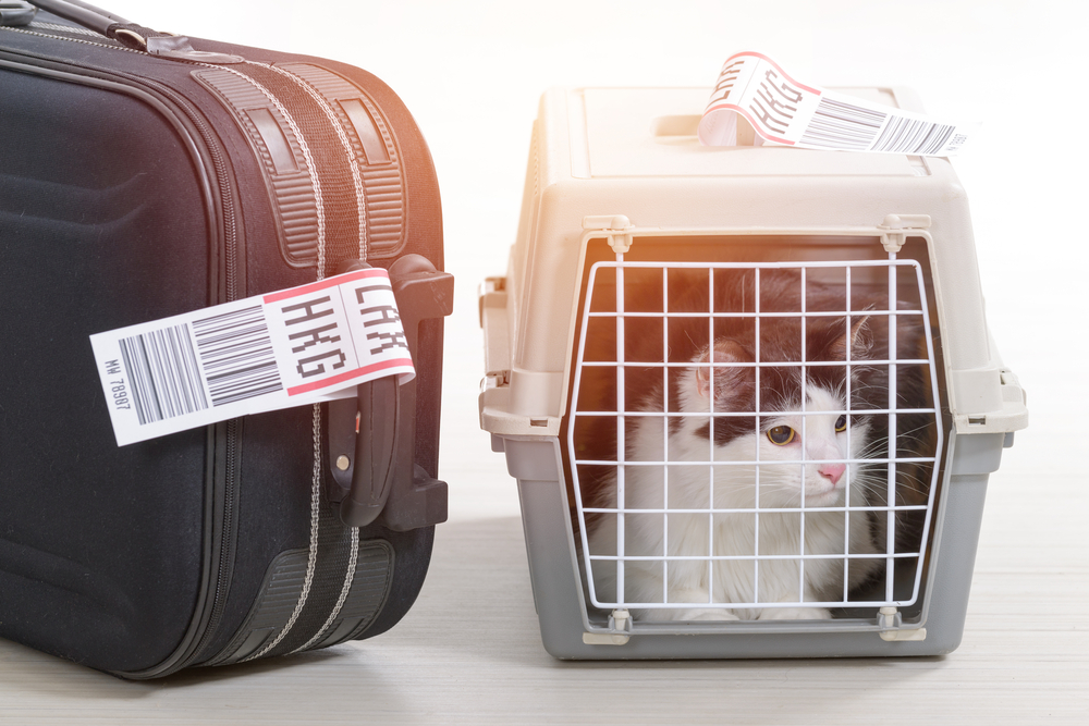 Pet carrier and suitcase packed for a trip